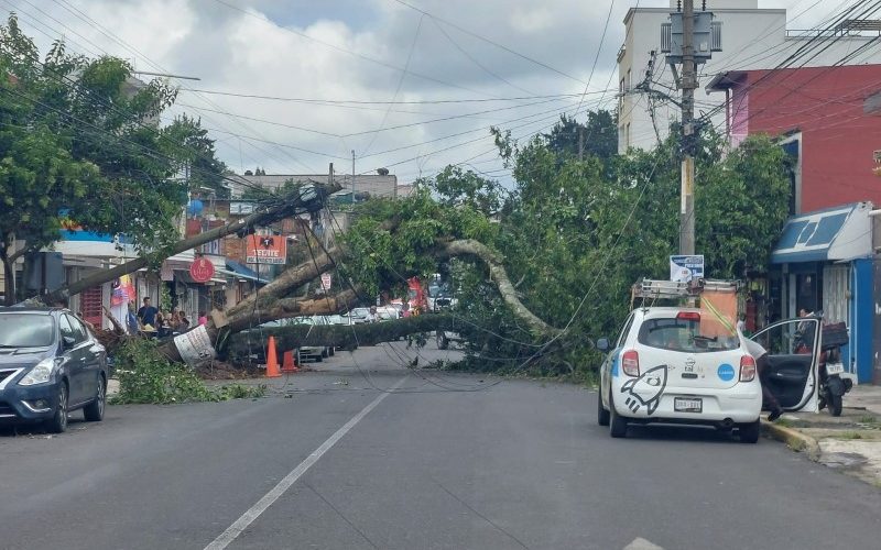 Cae árbol sobre avenida en la ciudad de Xalapa