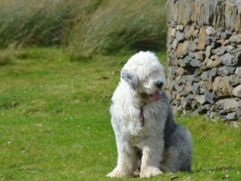 Perro pastor inglés, en peligro de extinción en Reino Unido