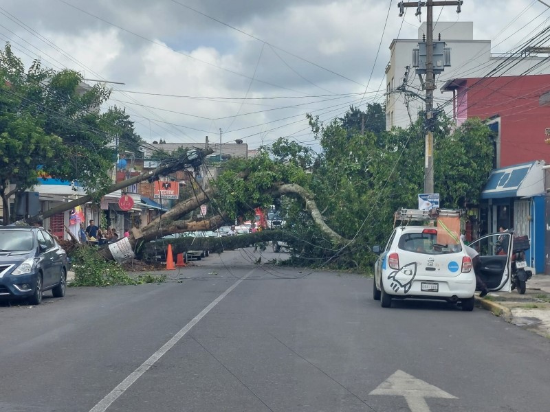 Cae árbol sobre avenida en la ciudad de Xalapa